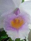 Cattleya schroederae х Laelia alaori